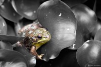 "Lilly Frog" - Pond