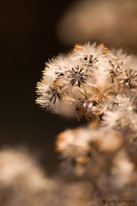 "Valley Forge Park" - Valley Forge, PA