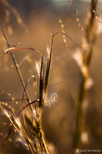 "Valley Forge Park" - Valley Forge, PA