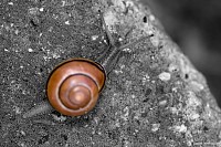 "Snail" - 