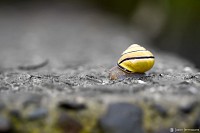 "Snail" - 