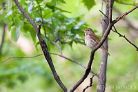 "Hermit Thrush" - 
