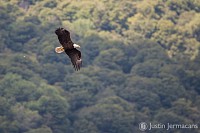 "Kent Pond Bald Eagle" - 