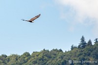 "Kent Pond Bald Eagle" - 